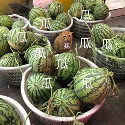 青柠娱乐吃瓜,揭秘娱乐圈最新“吃瓜”热点